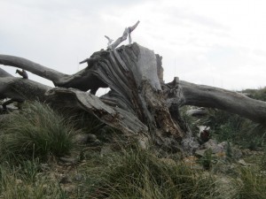 IMG_4781 (Medium)